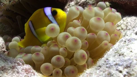 Anemone and clownfish on background of underwater sandy bottom in Red sea. Stock Footage