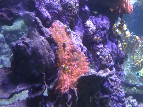 Anemone and clownfish Stock Footage 71815333