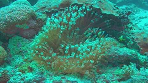 Anemone and fish Stock Footage 148324459
