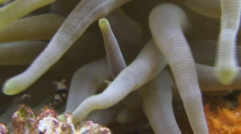Anemone and Shrimp 库存影片 1082132