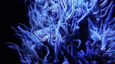 Anemone in aquarium Vidéo 95073413