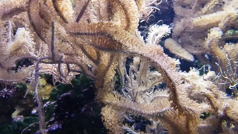 Anemone in aquarium Stock Footage 95073811