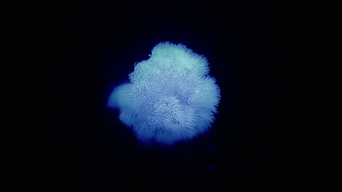 Anemone in an aquarium Stock Footage 233459939