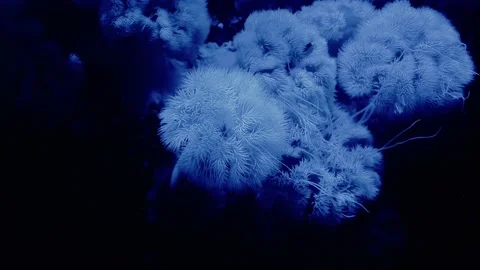 Anemone in an aquarium Stock Footage 233460053