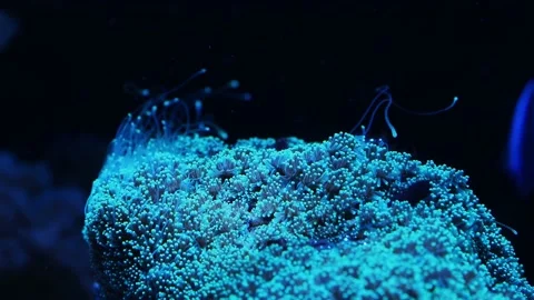 Anemone in an aquarium Stock Footage 233460253