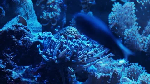 Anemone in an aquarium Stock Footage 233460349
