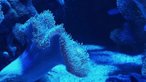 Anemone in an aquarium Stock Footage 233461814