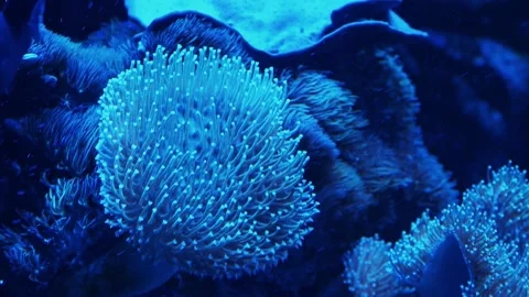 Anemone in an aquarium Stock Footage 233461857