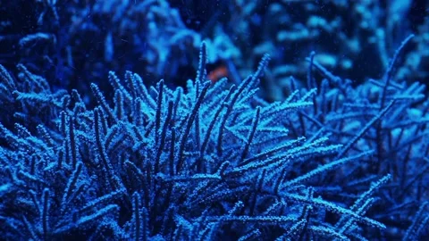 Anemone in an aquarium Stock Footage 233462184