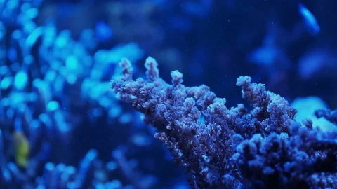 The anemone in an aquarium Stock Footage 234704778