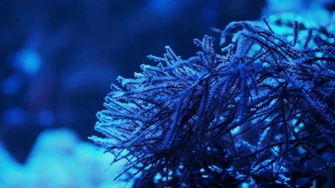 The anemone in an aquarium Stock Footage 234704787