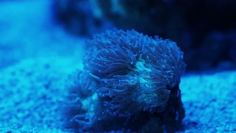The anemone in an aquarium Stock Footage 234705325