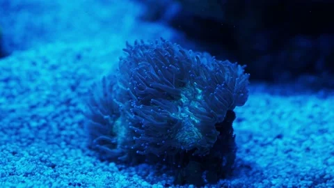 The anemone in an aquarium Stock Footage 234705356
