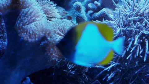 The anemone in an aquarium Stock Footage 234705413