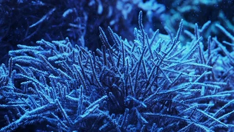 The anemone in an aquarium Stock Footage 234705830