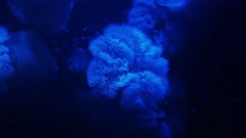 The anemone in an aquarium Stock Footage 234706714