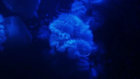 The anemone in an aquarium Stock Footage 234706752