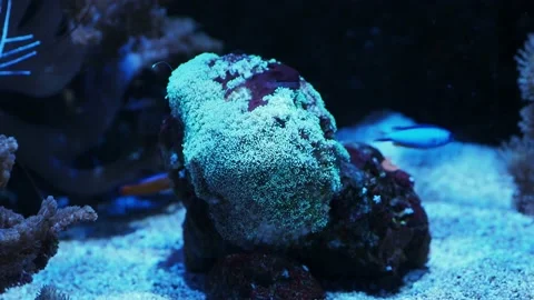 The anemone in an aquarium Stock Footage 234706993