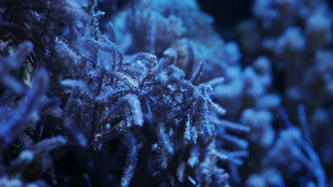 The anemone in an aquarium Stock Footage 234707056