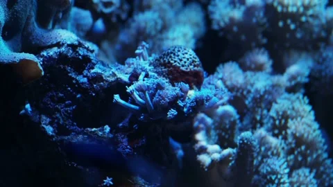 The anemone in an aquarium Stock Footage 234707076