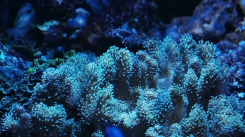 The anemone in an aquarium Stock Footage 234707112