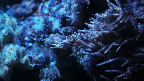 The anemone in an aquarium Stock Footage 234707113