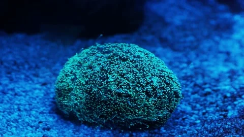 The anemone in an aquarium Stock Footage 234707330