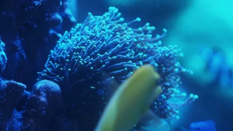 The anemone in an aquarium Stock Footage 234707341