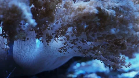 The anemone in an aquarium Stock Footage 234709361