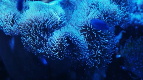 The anemone in an aquarium Stock Footage 234709568