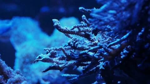 The anemone in an aquarium Stock Footage 234710315