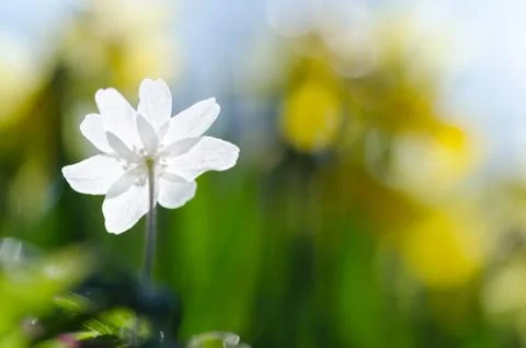 Anemone back closeup Stock Photos