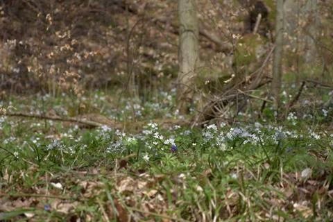 Anemone blooms in spring, fallen beech leaves. Stock Photos