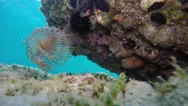 Anemone At The Bottom Of The Aegean Sea In Greece Stock Footage