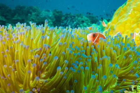Anemone carpet 库存照片