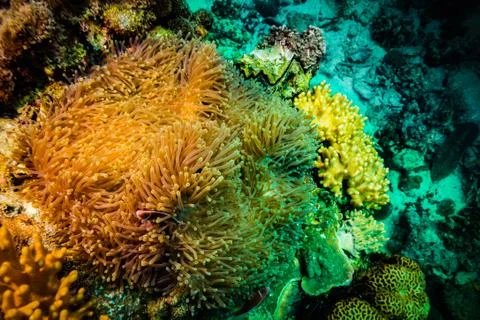 Anemone carpet Stock-Fotos