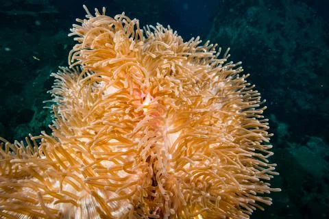 Anemone carpet Stock Photos