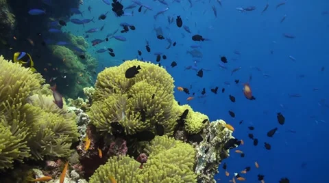 Anemone City in Daedalus Vídeo Stock 33531112