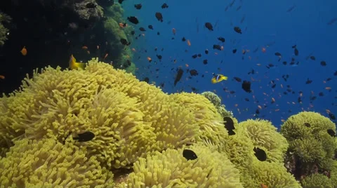 Anemone City in Daedalus Stock Footage 33531118