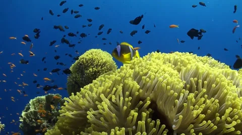 Anemone City in Daedalus Stock Footage 33531123