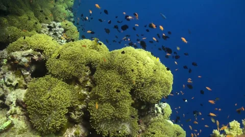Anemone City in Daedalus Stock Footage 33531129