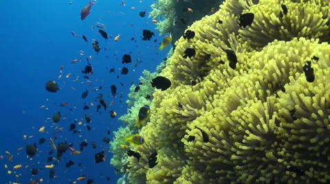 Anemone City in Daedalus Stock Footage 33531138