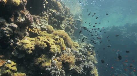 Anemone city at the reef 動画素材 22704776