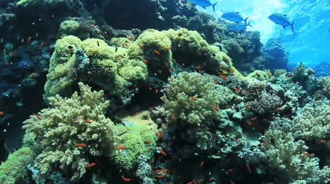 Anemone city at the reef Stock Footage 22704852