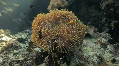 Anemone city at the reef Stockbeeldmateriaal 22711668