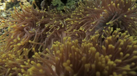 Anemone city at the reef Stock Footage 22711806