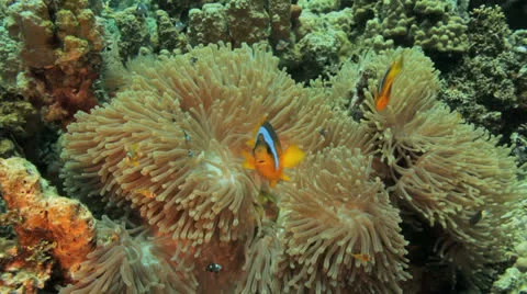Anemone city at the reef Stock Footage 22718958