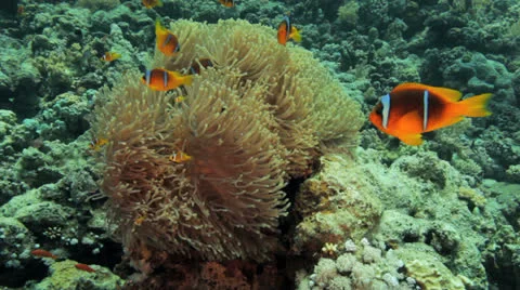 Anemone city at the reef Stock Footage 22719535