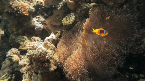 Anemone city at the reef Stock Footage 22720177