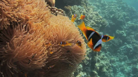 Anemone city at the reef Stock Footage 22720512